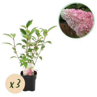 3 Stuks Pluimhortensia Wit - Roze