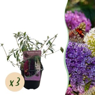 Green boutiQ - Vlinderstruik - Buddleja davidii Tricolour - Bloem Roze   Wit en Paars - 3 Planten - 1m2 - Bladverliezend - Vlinderlokkend -  Pot 17cm Hoogte 30cm 