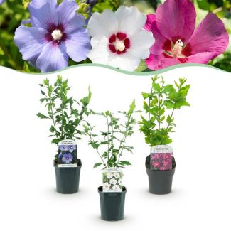 3 Stuks Althea 3 kleurenmx Roze - Wit - Blauw