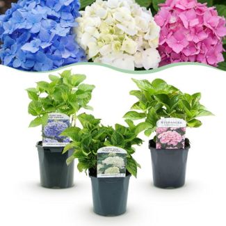 Hortensia Blauw - Wit - Roze