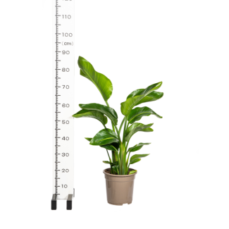 Paradijsvogelplant in mand