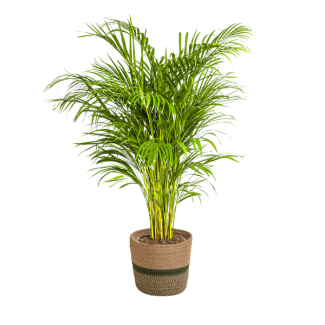Goudpalm in mand