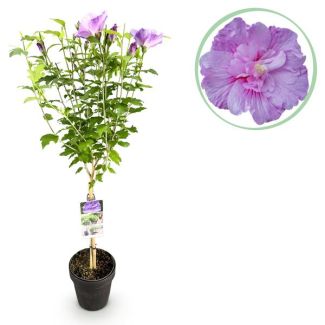 Althea op stam Lila/Paars