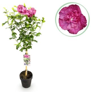 Althea op stam Roze