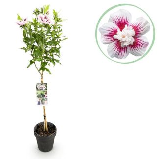 Althea op stam Wit met roze 