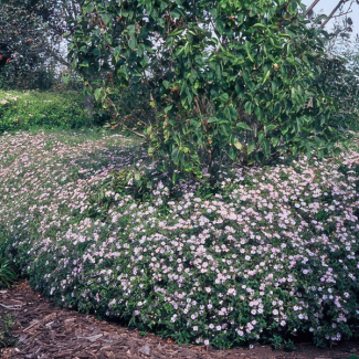 “Kweek je eigen Aster, direct bij jou thuisbezorgd, gewoon via de Brievenbus!”, 6 Pluggen, Hoogte 40mm
