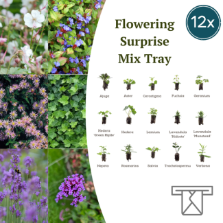 12x Plantenplezier – Ontdek de Kleurrijke Mix in Deze Verrassings-Tray! Brievenbuspost