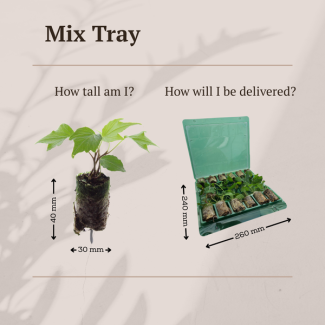 12x Plantenplezier – Ontdek de Kleurrijke Mix in Deze Verrassings-Tray! Brievenbuspost