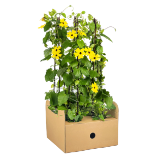 Suzanne met de mooie ogen Sunny Susy Geel - Set van 4 stuks - Ø13 cm - ↕60 cm Thunbergia alata Sunny Susy Yellow