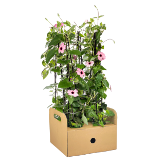 Suzanne met de mooie ogen Sunny Susy Roze - Set van 4 stuks - Ø13 cm - ↕60 cm Thunbergia alata Sunny Susy Rose