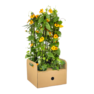 Suzanne met de mooie ogen Sunny Susy Oranje - Set van 4 stuks - Ø13 cm - ↕60 cm Thunbergia alata Sunny Susy New Orange