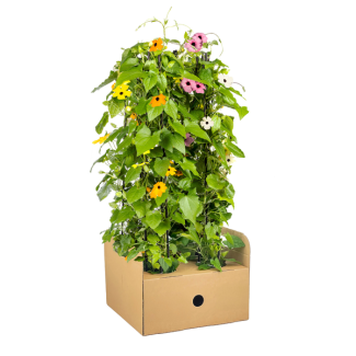 Suzanne met de mooie ogen Sunny Susy Mix - Set van 4 stuks met veschillende kleuren - Ø13 cm - ↕60 cm Thunbergia alata Sunny Susy mix