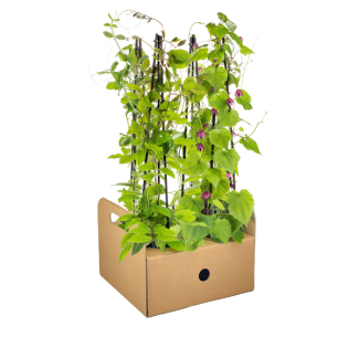 4 betoverende soorten in één set, namelijk 1x Paars Klokjesbloem, 1x Klimklokje, 1x Siererwt, Ochtend Glory, Klimplanten, Ø13 cm - ↕60 cm