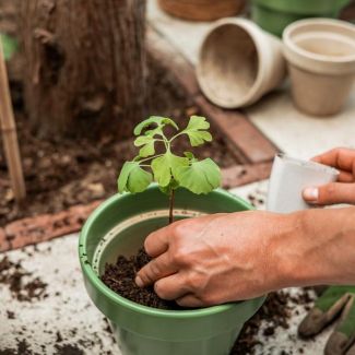 Levensboom Brievenbuscadeau – Ginkgo Biloba