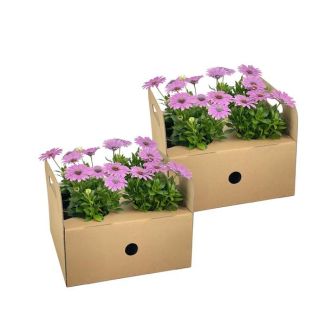 8 Stuks Afrikaanse Magriet of KapMagriet, Kleur Rose, Eenjarige Plant, Osteospermum ecklonis Pink Ø12 cm - ↕20 cm