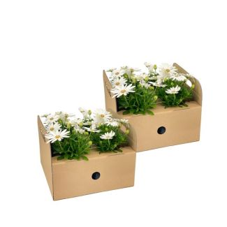 8 Stuks Afrikaanse Magriet of KapMagriet, Kleur Wit, Eenjarige Plant, Osteospermum ecklonis Weiß Ø12 cm - ↕20 cm