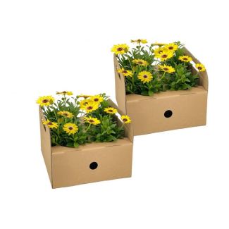 8 Stuks Afrikaanse Magriet of KapMagriet, Kleur Geel, Eenjarige Plant, Osteospermum ecklonis Gelb Ø12 cm - ↕20 cm
