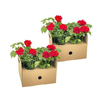 8 stuks HangGeranium of ook wel ZuilGeranium genoemd, Tros Bloemen, Kleur Rood.,Terrasplant, Balkons, Eenjarige plant, Pelargonium peltatum Rot Ø12 cm - ↕20 cm
