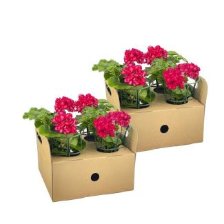 8 stuks HangGeranium of ook wel ZuilGeranium genoemd, Tros Bloemen, Kleur Mexica Ruby.,Terrasplant, Balkons, Eenjarige plant, Pelargonium peltatum Mexica Ruby Ø12 cm - ↕20 cm