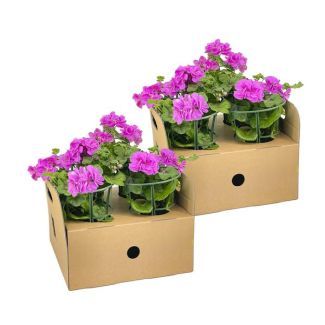 8 stuks HangGeranium of ook wel ZuilGeranium genoemd, Tros Bloemen, Kleur Violet.,Terrasplant, Balkons, Eenjarige plant, Pelargonium peltatum Violet Ø12 cm - ↕20 cm