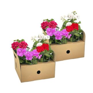8 stuks HangGeranium of ook wel ZuilGeranium genoemd,Mooie Mix van vier kleuren Rood, Wit, Mexica Ruby en Violet.,Terrasplant, Balkons, Eenjarige plant, Pelargonium peltatum Mix Ø12 cm - ↕20 cm
