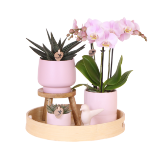 Plantenset, Prachtige Eyecatcher, Een Rose Vlinder Orchidee in Sierpot met Frisgroene Planten op een Natuurlijke Bamboe dienblad,