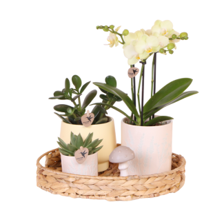 Plantenset, Prachtige Eyecatcher, Een Gele Vlinder Orchidee in Sierpot met Frisgroene Planten op een Natuurlijke Bamboe dienblad,