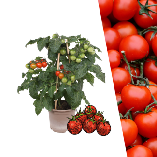 Cherry Tomaatplant, Fris, sappig en vol smaak, Moestuin, Plukgroente , Ø 14 cm - ↨ 45 cm