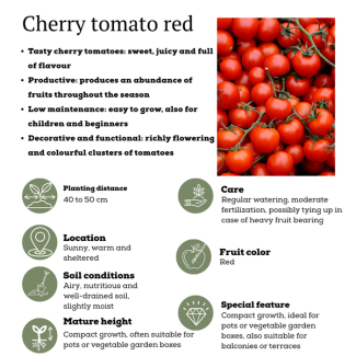 Cherry Tomaatplant, Fris, sappig en vol smaak, Moestuin, Plukgroente , Ø 14 cm - ↨ 45 cm