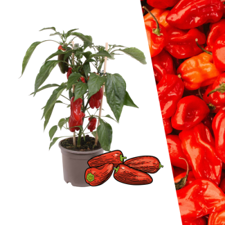 Zoet, Knapperig en Boordevol Smaak Rode Paprika Snack, Plukgroente, Moestuin,Ø 14 cm - ↨ 45 cm