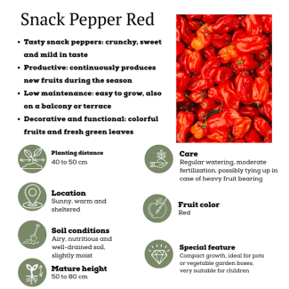 Zoet, Knapperig en Boordevol Smaak Rode Paprika Snack, Plukgroente, Moestuin,Ø 14 cm - ↨ 45 cm