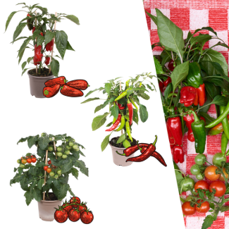 Rode Plukgroente Mix, 3 PlantenDirect eetbaar van de plant, Gezond én educatief, Ø 14 cm - ↨ 45 cm