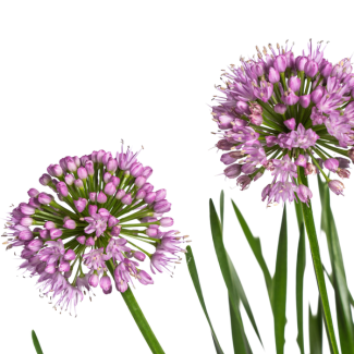 Laagblijvende tuinplant Allium Senescens Millenium - Roze bloei - ca. 55 cm hoog