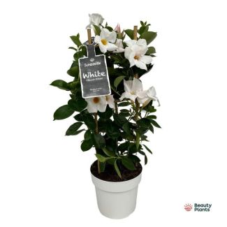Een Mandevilla in Toren, Trompetvormige Bloem Wit
