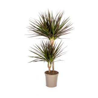 Drakenbloedboom Dracaena Marginata ‘Magenta’ – Potmaat Ø19cm – Hoogte 70-90cm – Sterke Kamerplant