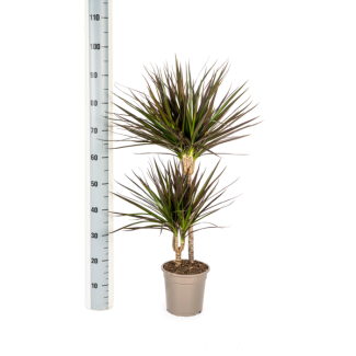 Drakenbloedboom Dracaena Marginata ‘Magenta’ – Potmaat Ø19cm – Hoogte 70-90cm – Sterke Kamerplant