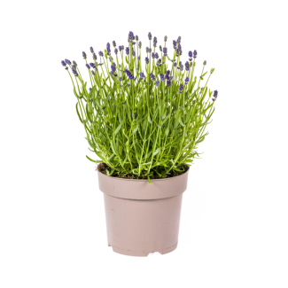 Lavendel, Paarse Bloeiaren, Vaste Plant, Mediteraine Sfeer, Lavandula Angustifolia Ø19cm - ↕40 - 50cm