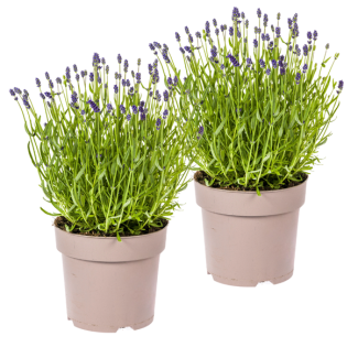 2  Stuks Lavendel, Paarse Bloeiaren, Vaste Plant, Mediteraine Sfeer, Lavandula Angustifolia Ø19cm - ↕40 - 50cm