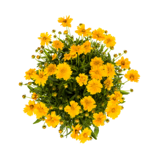 Tuinplant Meisjesogen ↕50 - 60cm, Vaste plant Coreopsis Grandiflora