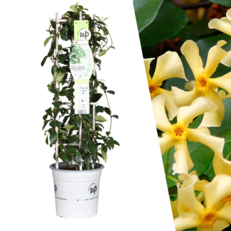 De Gele Toscaanse Jasmijn, Gele Ster, Wintergroene Klimplant, Trachelospermum asiaticum  Yellow Star  - Ø 23 cm - ↨ 75 cm