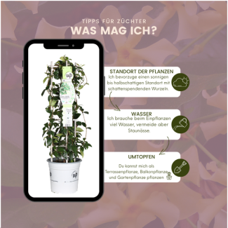 De Gele Toscaanse Jasmijn, Gele Ster, Wintergroene Klimplant, Trachelospermum asiaticum  Yellow Star  - Ø 23 cm - ↨ 75 cm