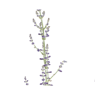 Perovskia Atriplicifolia | Reuzenlavendel | Russische salie - ↕50 - 60cm - Zilvergrijze tuinplant