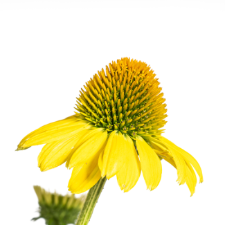 Echinacea Purpurea Geel, ↕60 - 70cm, heldergele bloemen met een donker oranjebruin hart