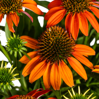 Echinacea Purpurea Orange | Oranje bloemen winterhard ↕60 - 70cm - Ø19cm