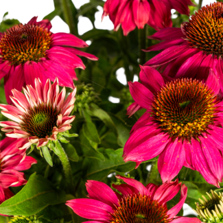 Echinacea Purpurea | Zonnehoed | Paars ↕60 - 70cm | Paarse borderplant