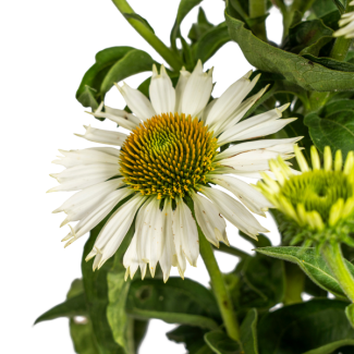 Tuinplant met margrietachtige bloemen | Echinacea purpurea 'white' ↕60 - 70cm
