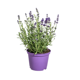 8 Stuks Lavendel, Paarse Bloeiaren, Vaste Plant, Mediteraine Sfeer, Lavandula Angustifolia Ø13cm - ↕30 - 40cm