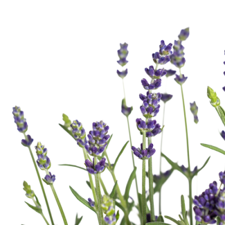 8 Stuks Lavendel, Paarse Bloeiaren, Vaste Plant, Mediteraine Sfeer, Lavandula Angustifolia Ø13cm - ↕30 - 40cm