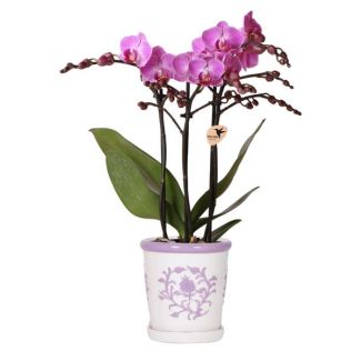 Paarse Vlinder Orchidee Vienna in Malaga Sierpot Lila, Bloeiende Kamerplant, Ø9cm