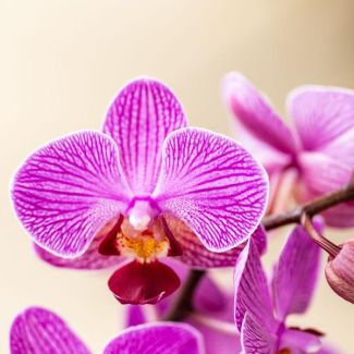 Paarse Vlinder Orchidee Vienna in Malaga Sierpot Lila, Bloeiende Kamerplant, Ø9cm